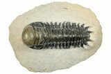 Detailed Crotalocephalina Trilobite - Exposed Hypostome #249770-2